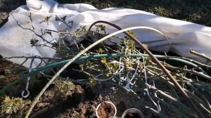 Повторная обработка роз от болезней весной. Что это инфекционный ожёг или ложная мучнистая роса.