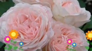 Роза кустовая Клэр Роуз (Claire Rose). Краткий обзор, описание характеристик, где купить саженцы