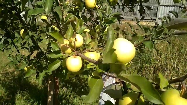 Яблоня сорта Голден Делишес смотреть онлайн