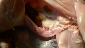 Начинаем принимать заказы на мясо кролика.
