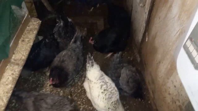 Воспаление яйцевода у кур.(Inflammation of the oviduct in chickens.) смотреть онлайн