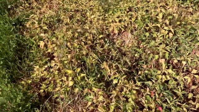 Борьба с сорняками  Что выбрать? Граунд или Раундап