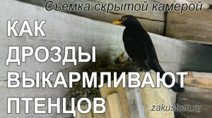 Жизнь птиц: чёрные дрозды выкармливают птенцов