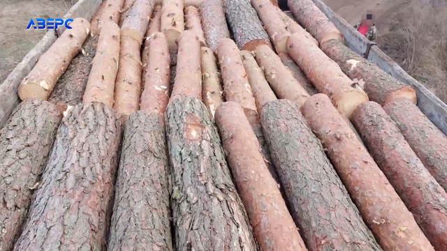 На Волині чоловік поцупив деревину, яку заготовили лісівники