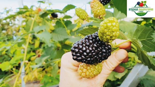 Ремонтантный сорт ежевики Прайм Арк Фридом. Ежевичный король.!!! смотреть онлайн