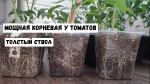 Мощная корневая у Томатов, даже высокорослые с толстым стволом, Сама не ожидала такого эффекта!