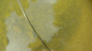 Ловля голавля на поверхностные приманки. Часть 1