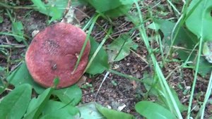 Грибы Моховики. Моховик красный. Моховик пестрый.