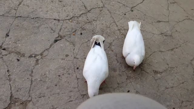 Голуби: Рябой и Дикий смотреть онлайн