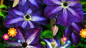 Клематис гибридный Найт Вейл. Краткий обзор, описание характеристик clematis Night Veil