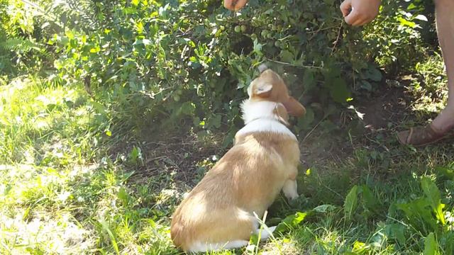 Корж Зина и крыжовник смотреть онлайн