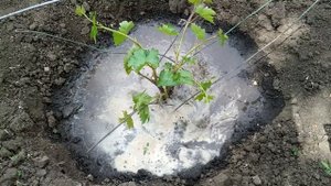 ? МНЕ ЗАПРЕТИЛИ поливать виноград в лунку. Что делать? КАК поливать? Диаграмма пропитывания почвы.