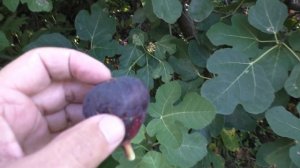 Инжир Хуртмани 20