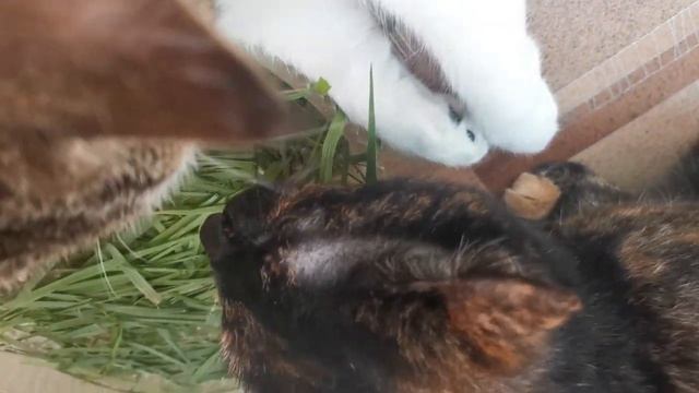 ,, Салат" из свежей травки смотреть онлайн