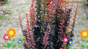 Барбарис тунберга Хелмонд пиллар. Краткий обзор, описание berberis thunbergii Helmond Pillar