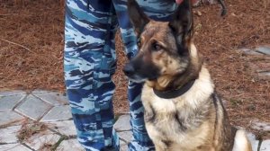 Новогодний лайфхак от ЦКС МВД России по Липецкой области