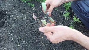 ПОЧЕМУ СОХНЕТ ВЫСАЖЕННАЯ КАПУСТА И ЧТО ДЕЛАТЬ ДЛЯ ЕЁ СПАСЕНИЯ.