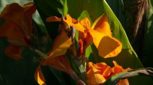 All-America Selection's Annual Flowers