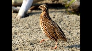 Пение птиц - Перепел