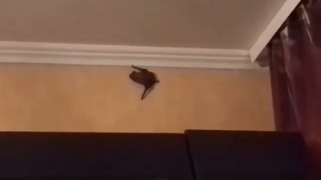 "Домашняя"летучая мышь 2. смотреть онлайн