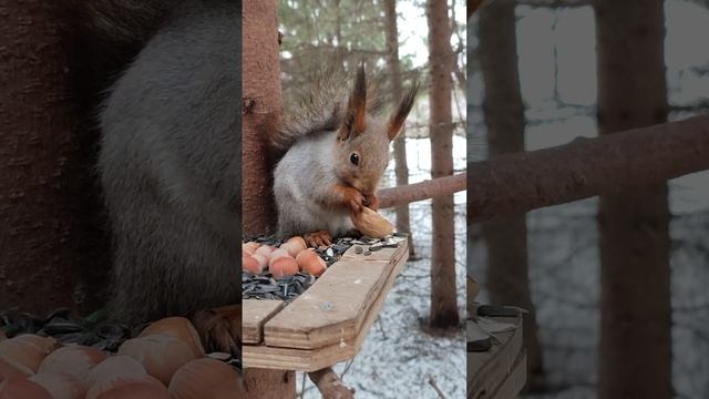 Белка ест орех из скорлупки