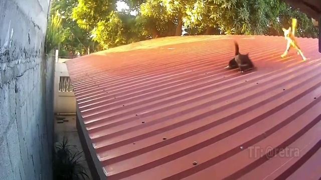 котики