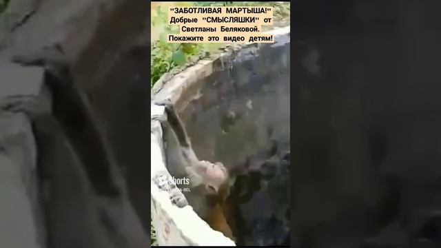 ЗАБОТЛИВАЯ МАРТЫШКА! ПОКАЖИТЕ ЭТО ВИДЕО ДЕТЯМ.  Добрые СМЫСЛЯШКИ от Светланы Беляковой.