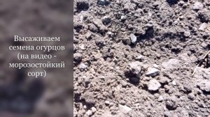 Как сажать огурцы в бочке