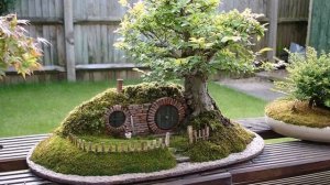 бонсай своими руками