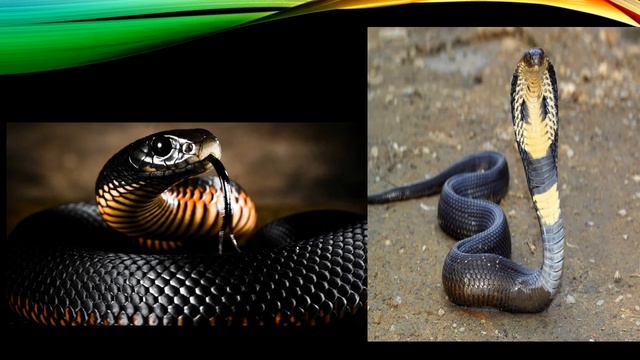 Пресмыкающиеся смотреть онлайн