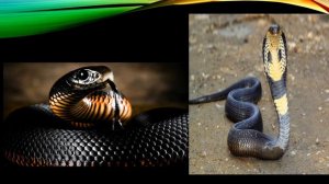 Пресмыкающиеся