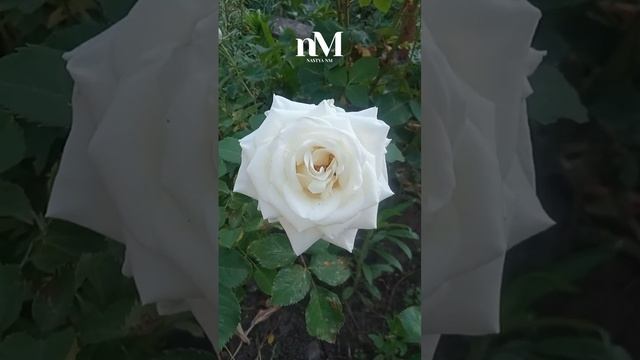 Молитва за Україну #молитва #сильнамолитва #ukraine #україна #украина смотреть онлайн