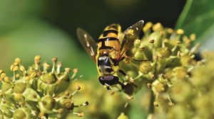 Мухи могут опылять цветы?