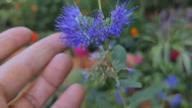 Mavi Sakal Çiçeği, Caryopteris Clandonensis, Farklı Bir Bitki смотреть онлайн