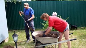 Наш сад и огород - пересаживаем ежевику