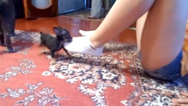 Той-терьер Ева. Впервые в доме смотреть онлайн