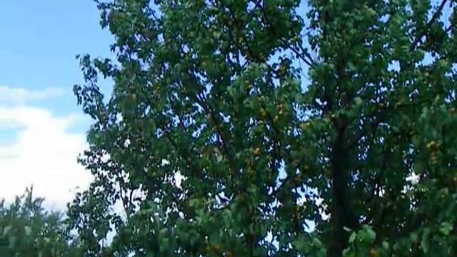 Абрикос Урожай ананасной. Изготовление кураги в домашних условиях