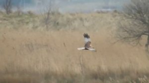 Болотный лунь   Circus aeruginosus ГОЛОС