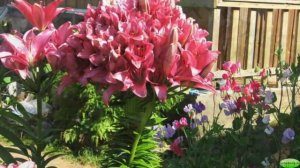 ЛИЛЕЙНАЯ ДАЧА ? ВИДЫ ЛИЛИЙ ? НАЗВАНИЯ ВИДОВ ЛИЛИЙ ??АЗИАТСКИЕ ГИБРИДЫ ЛИЛИИ #lilien #oldenburgru#26