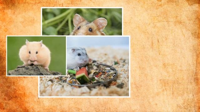 Хомяк — домашний питомец, любимец детей  плюсы и минусы животного