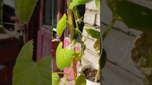 Черношипый огурец "Мурашка"