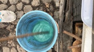 Первый раз взяла бордоскую жидкость. Опрыскала смородину и другие кусты