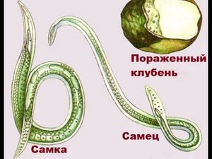 Болезни дыни: Галловая нематода, трипсы, пероноспороз и угловатая пятнистость.