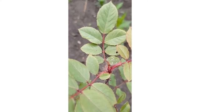 Розы. Обработка от паутинного клеща. смотреть онлайн