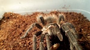 BRACHYPELMA ALBOPILOSUM | БРАХИПЕЛЬМА АЛЬБОПИЛОЗУМ | СОДЕРЖАНИЕ ПАУКА ПТИЦЕЕДА | ПАУК ПТИЦЕЕД ДОМА