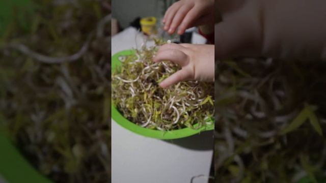 Ростки маша уже с листочками. Пророщенный маш. Проращивание маша