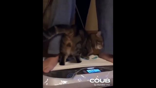 когда занимаешься фитнесом с хозяином)) смотреть онлайн