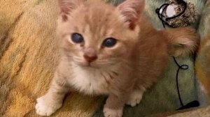 Stray Kitten with Rare Condition is So Happy to Find Perfect Home