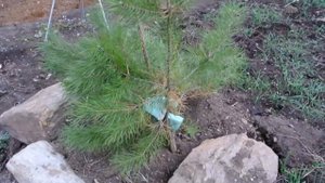 подбираю сосны для формировки в стиле "Ниваки"