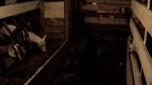 27.Обзор сарая для коз 1. Как всё устроено?